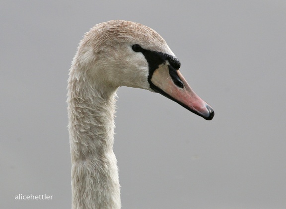 Höckerschwan (Cygnus olor)